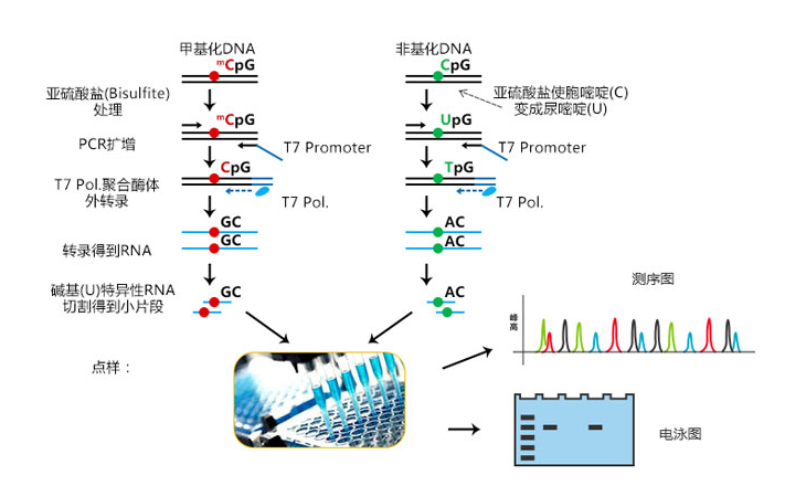 艳妇厨房激情偷换